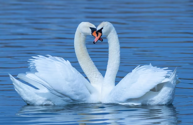 couple of swans on a lake